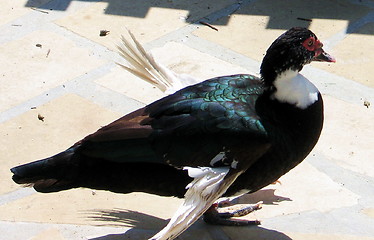 Image showing The wings of a duck. Nicosia. Cyprus