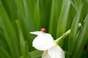 Image showing Ladybug on beautiful narcissus flower