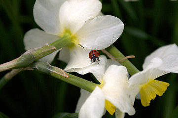 Image showing Ladybug into narcissus flowers