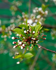 Image showing Flower-bud of cherry tree