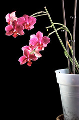 Image showing Orchid in a flowerpot