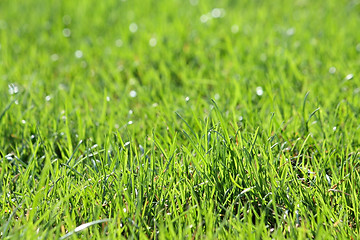 Image showing Green vibrant grass