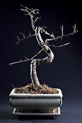 Image showing Little bonsai without leaves