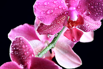 Image showing Pink orchid at the dark