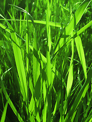 Image showing green grass    