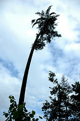 Image showing spruce palm tree