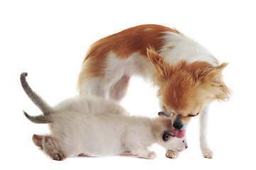 Image showing chihuahua and siamese kitten