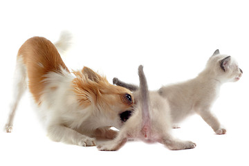 Image showing chihuahua and siamese kitten