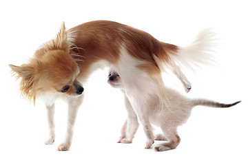 Image showing chihuahua and siamese kitten