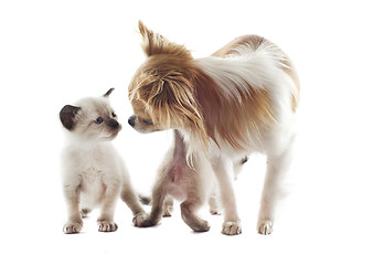 Image showing chihuahua and siamese kitten