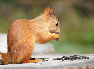 Image showing squirrel