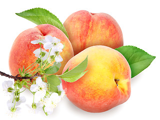Image showing Fresh orange peaches with green leaf
