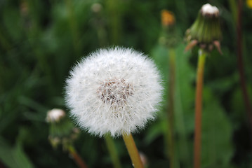 Image showing Withered dandelion