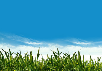 Image showing spring green grass field