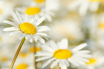 Image showing white marguerite flowers