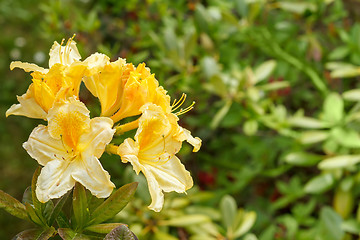 Image showing Yellow azalea rhododendron flowers in full bloom 