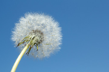 Image showing dandelion Blowball 