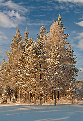 Image showing Winter forest landscape