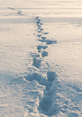 Image showing footprints in the snow