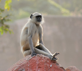 Image showing Gray langur