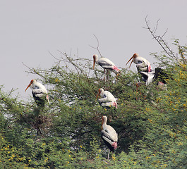 Image showing treetop and storks