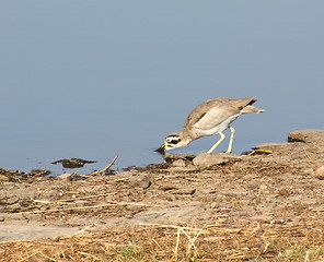 Image showing bird in india