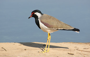 Image showing bird in india