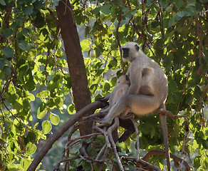 Image showing Gray langur