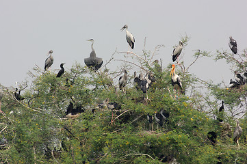 Image showing treetop and storks