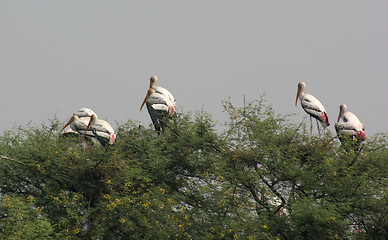 Image showing treetop and storks