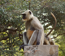 Image showing Gray langur