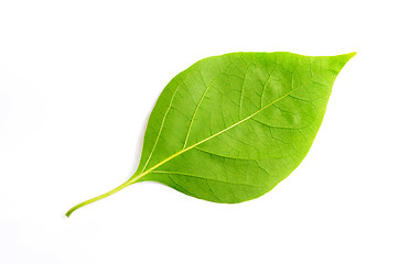 Image showing Green leaf of bougainvillea spectabilis wind