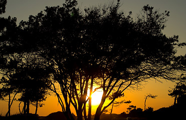 Image showing tree in sunset