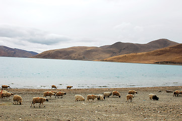 Image showing Landscape in Tibet