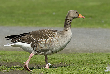 Image showing Greylag Goose.