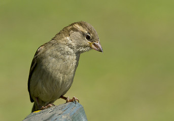 Image showing House sparrow