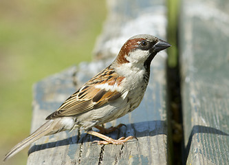 Image showing House sparrow