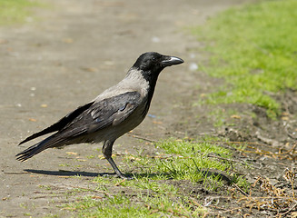 Image showing Hooded Crow