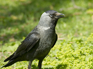 Image showing Jackdaw