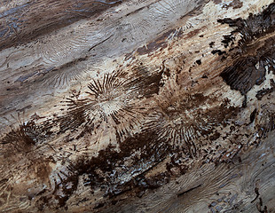 Image showing Under tree bark background