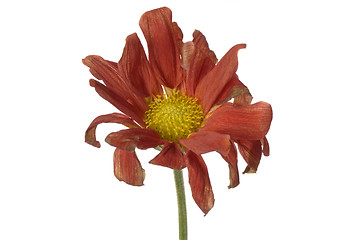 Image showing wilted flower isolated 