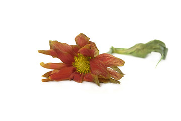 Image showing sad flower 