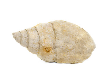 Image showing bourguetia fossil sea shell