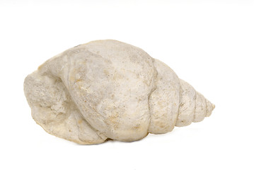 Image showing fossil sea shell,  bourguetia