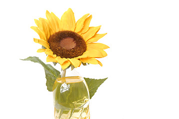 Image showing Sunflower oil bottle isolated 