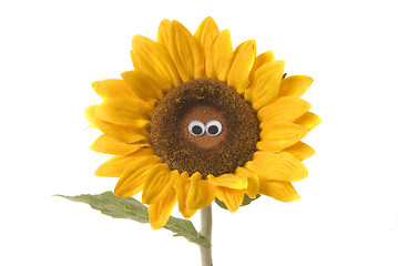 Image showing nice sunflower isolated 