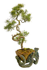 Image showing bonsai japanese tree isolated on white background  