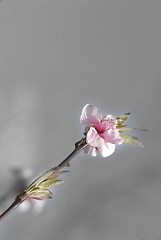Image showing Cherry blossom background 