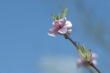 Image showing sakura