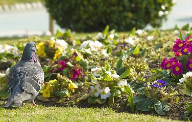 Image showing pigeon in the park 